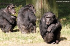 Schimpansen (Pan troglodytes) im Burgers' Zoo, Arnheim