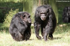 Schimpansen (Pan troglodytes) im Burgers' Zoo, Arnheim