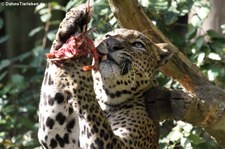 Sri-Lanka Leopard (Panthera pardus kotiya) im Burgers Zoo, Arnheim