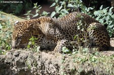 Sri-Lanka Leopard (Panthera pardus kotiya) im Burgers Zoo, Arnheim