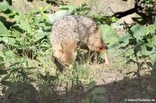Europäischer Goldschakal (Canis aureus moreotica) im Burgers' Zoo, Arnheim