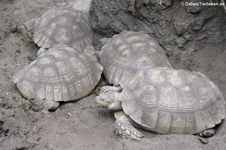 Centrochelys sulcata
