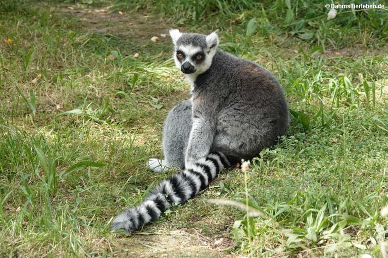 Lemur catta