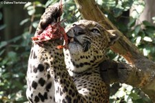 Panthera pardus kotiya-1