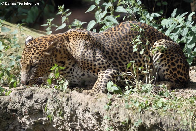 Panthera pardus kotiya