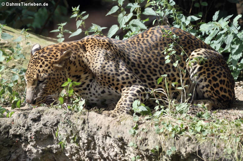 Panthera pardus kotiya