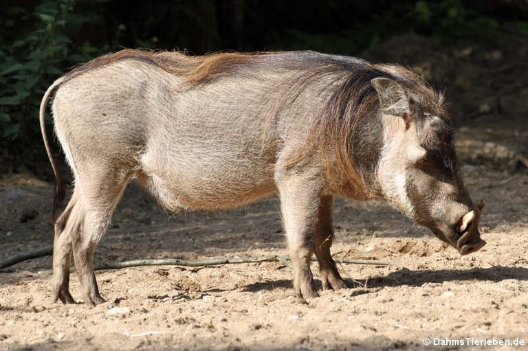 Phacochoerus africanus africanus