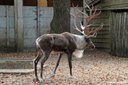 Rangifer tarandus fennicus