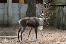 Europäisches Waldren (Rangifer tarandus fennicus) im Burgers' Zoo