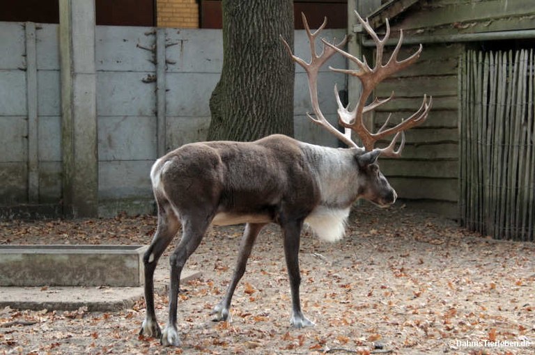Rangifer tarandus fennicus