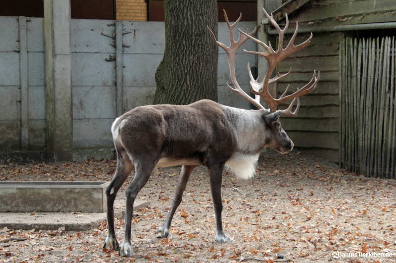 Rangifer tarandus fennicus