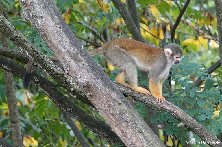 Saimiri boliviensis peruviensis