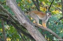 Saimiri boliviensis peruviensis