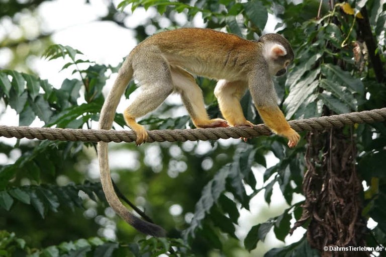 Saimiri boliviensis peruviensis