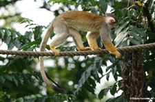 Saimiri boliviensis peruviensis-1