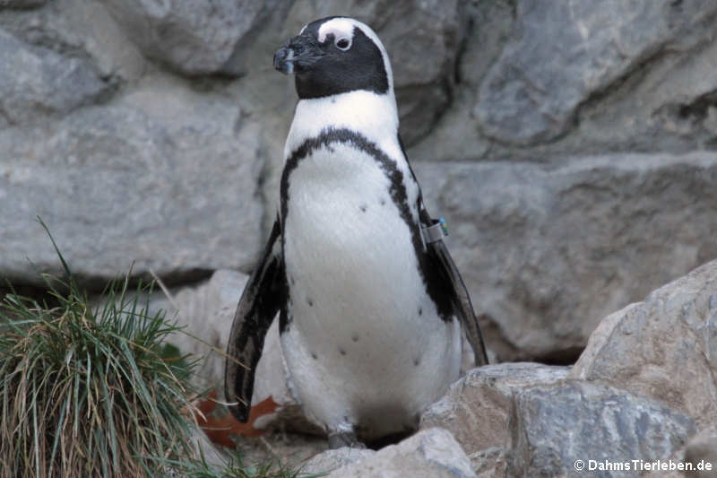 Spheniscus demersus-7