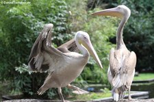 Rosapelikan (Pelecanus onocrotalus) im Burgers' Zoo, Arnheim