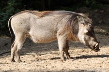 Burgers Zoo, Arnheim