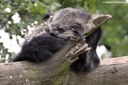 Arctictis binturong