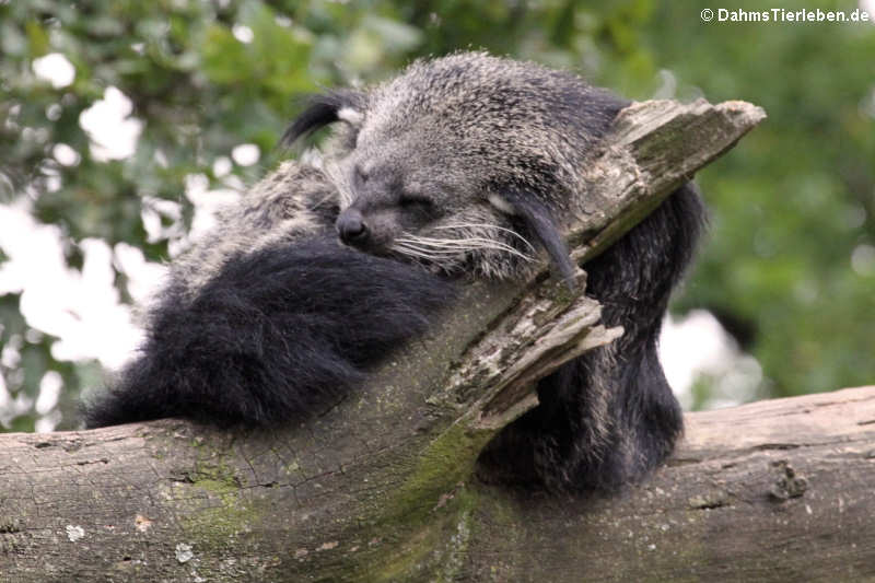 Arctictis binturong