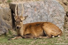 Schweinshirsch (Axis porcinus) im Burgers Zoo, Arnheim