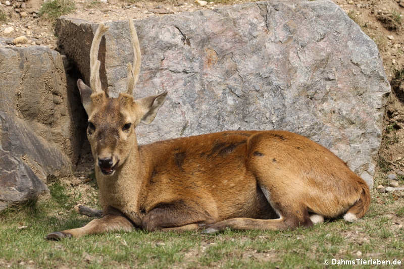 Schweinshirsch (Axis porcinus)