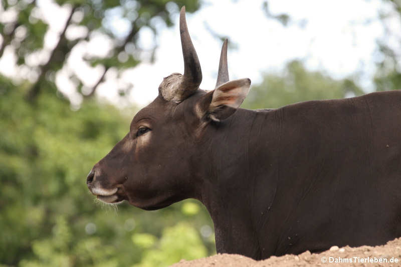 Java-Banteng (Bos javanicus javanicus)