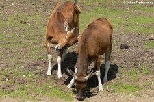 Java-Banteng (Bos javanicus javanicus) in Burgers Zoo, Arnheim