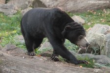 Malaienbär (Helarctos malayanus malayanus) im Burgers' Zoo, Arnheim