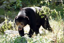 Malaienbär (Helarctos malayanus malayanus) im Burgers' Zoo, Arnheim