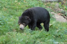 Malaienbär (Helarctos malayanus malayanus) im Burgers' Zoo, Arnheim