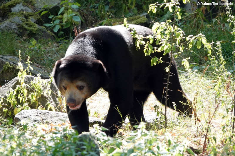 Helarctos malayanus malayanus