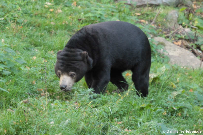 Malaienbär (Helarctos malayanus malayanus)