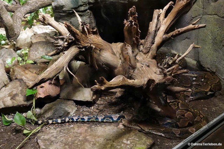 Malayopython reticulatus
