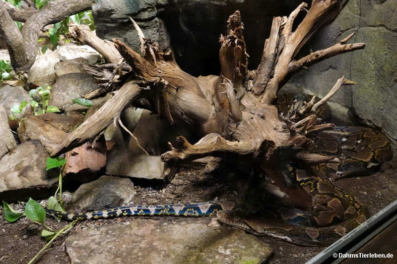 Bos javanicus
