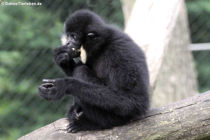 Südlicher Gelbwangengibbon (Nomascus gabriellae)