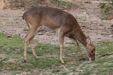 Burma-Leierhirsch (Panolia eldii thamin) im Burgers Zoo, Arnheim