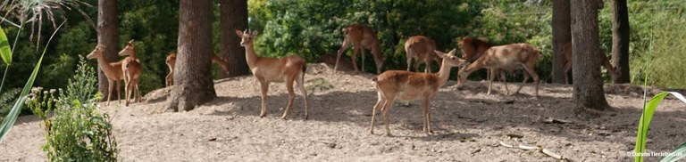 Burgers' Rimba
