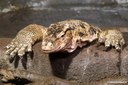 Varanus salvator