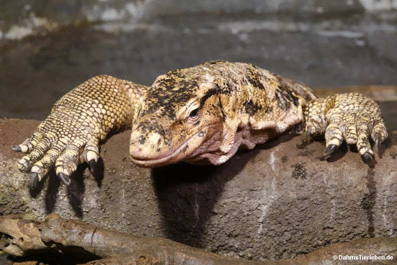 Varanus salvator