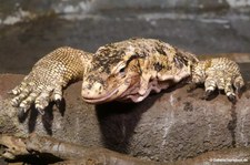 Varanus salvator-1