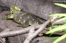 Bindenwaran (Varanus salvator) im Burgers Zoo, Arnheim