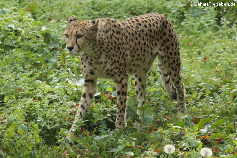 Gepard (Acinonyx jubatus)