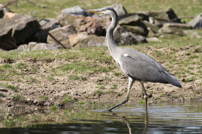 Graureiher (Ardea cinerea cinerea)