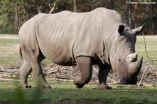 Südliches Breitmaulnashorn (Ceratotherium simum simum) im Burgers Zoo, Arnheim