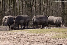 Südliche Breitmaulnashörner (Ceratotherium simum simum) im Burgers Zoo, Arnheim