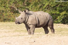 Junges Südliches Breitmaulnashorn (Ceratotherium simum simum) im Burgers Zoo, Arnheim