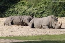 Südliche Breitmaulnashörner (Ceratotherium simum simum) im Burgers Zoo, Arnheim