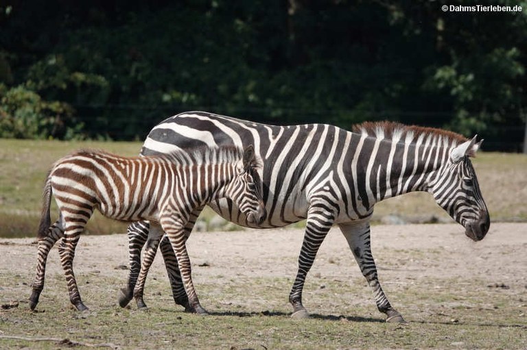 Equus quagga boehmi