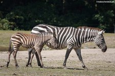 Equus quagga boehmi-3